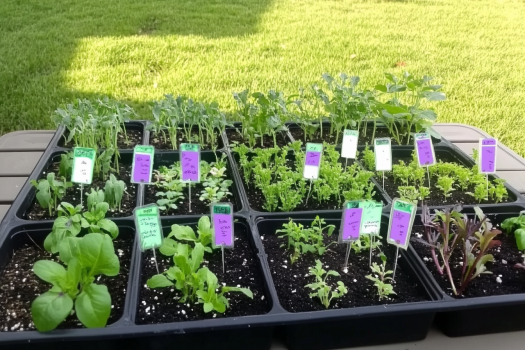 A collection of small seedlings growing in black plastic trays placed on a table outdoors. Each section of the trays contains different types of plants, with colorful labeled markers, mostly in purple and green, indicating the plant varieties. The seedlings are at various stages of growth, and the background features a well-maintained grassy lawn under sunlight.