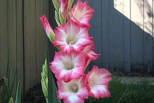 A vibrant pink and white gladiolus flower blooming in a garden, with its tall stalk standing against a wooden fence background and surrounded by green foliage.