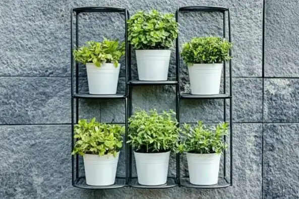 A vertical wall-mounted metal shelf holding six white pots with fresh green herbs, set against a textured stone wall.