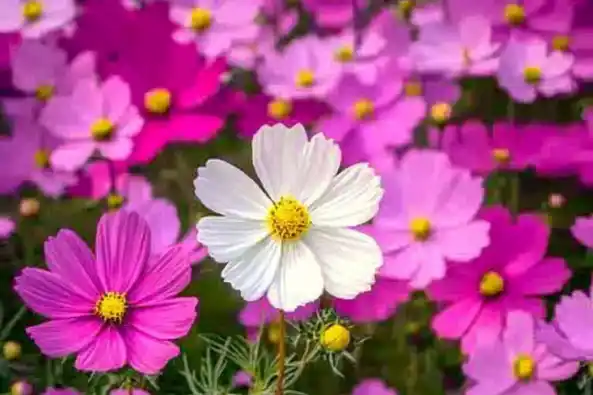 Pink and white cosmos flowers with yellow centers in a garden.