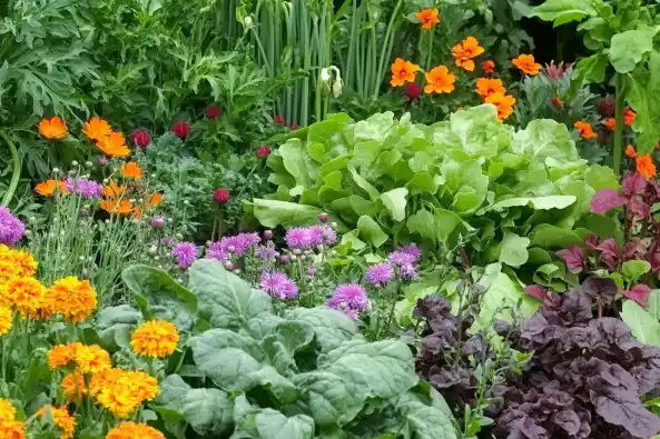 A vibrant garden bed filled with a mix of colorful flowers and leafy vegetables, including orange marigolds, purple chives, green lettuce, and deep red beet greens.