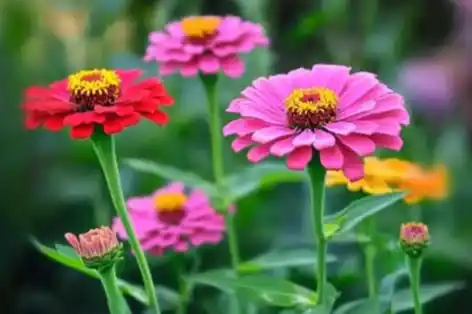 A close-up of bright and colorful zinnias in full bloom, showcasing shades of pink, red, and yellow. The lush green stems and leaves add contrast, creating a lively garden scene.