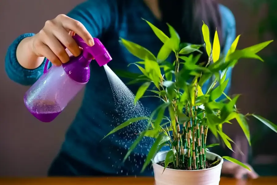 A person in a teal sweater using a purple spray bottle to mist a potted lucky bamboo plant, ensuring its leaves stay hydrated and healthy.