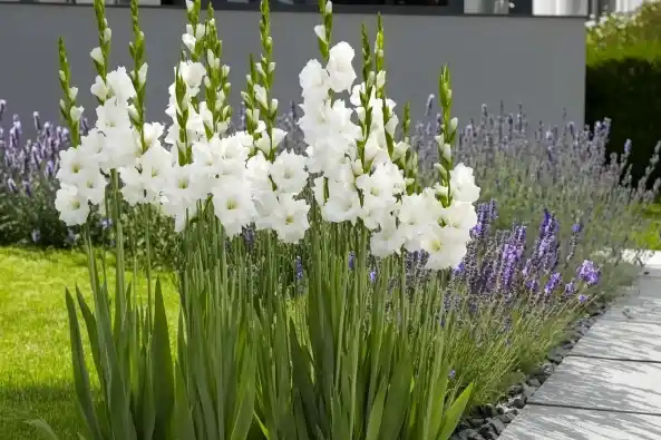 White gladiolus flowers blooming in a landscaped garden with lavender plants in the background near a stone pathway.