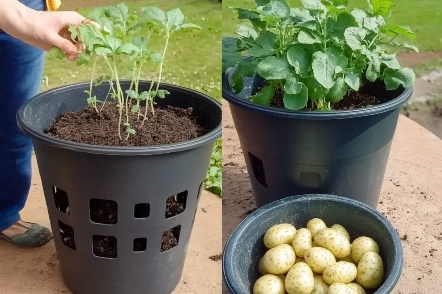 Growing potatoes in a ventilated container, showing young plants, mature foliage, and a bowl of harvested potatoes.