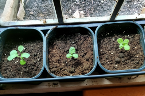 Three small seedling trays with young green plants sprouting in dark soil, placed on a windowsill for indoor gardening.