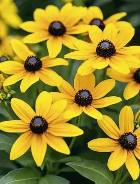 A close-up of vibrant yellow Black-Eyed Susan flowers with dark brown centers, blooming in a lush green garden. The petals radiate outward, creating a striking contrast against the dark central disk and rich foliage in the background.