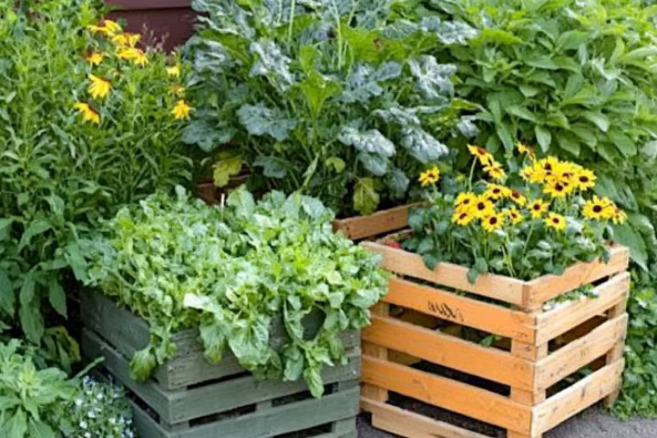 A creative garden setup using repurposed wooden crates as planters, filled with leafy greens, kale, and bright yellow flowers. The lush greenery and vibrant blooms create a charming and eco-friendly outdoor space.