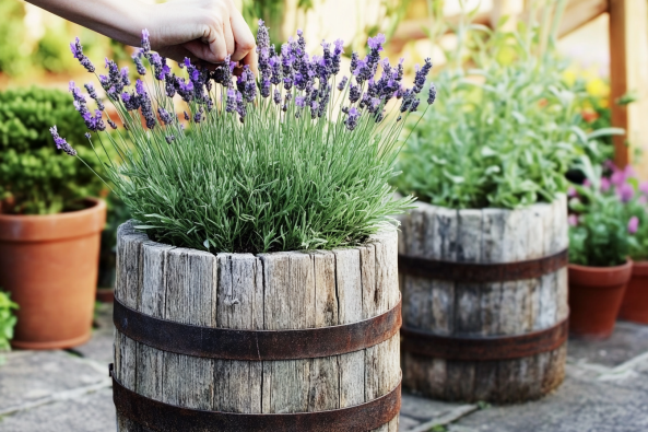 A person harvesting fresh lavender from a rustic wooden barrel planter. The vibrant purple flowers contrast with the weathered wood, creating a charming and aromatic garden scene. Additional potted plants add to the cozy outdoor setting.