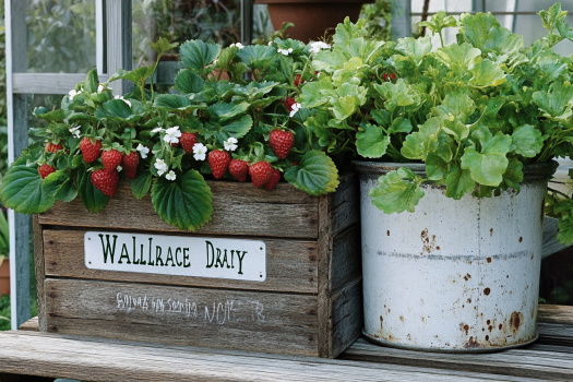 12 Places to Find Free or Cheap Gardening Containers and Plants